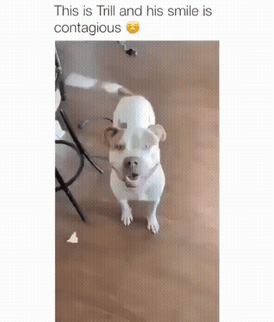 White And Brown Dog Standing On Wooden Floor GIF