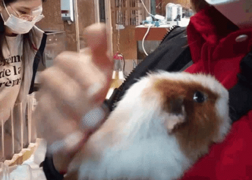 White And Brown Guinea Pig Laying On Mat Eating Grass GIF