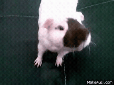 White And Brown Guinea Pig Standing On Black Couch GIF