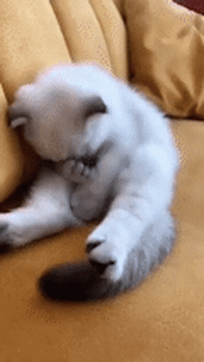 White And Gray Cat Cleaning On Yellow Couch GIF