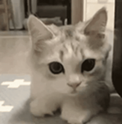 White And Gray Cat Laying On Floor Looking At Camera GIF