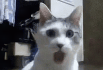 White And Gray Cat Looking At Camera GIF