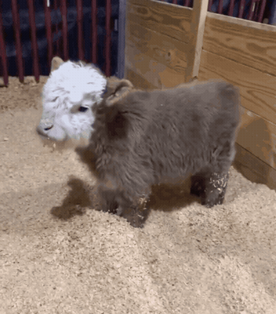 White And Gray Sheep GIF