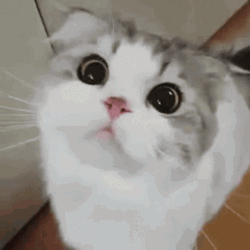 White And Grey Cat Meow GIF