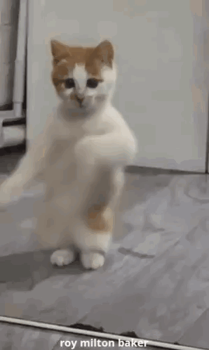 White And Orange Cat Dancing In Front Of Mirror GIF