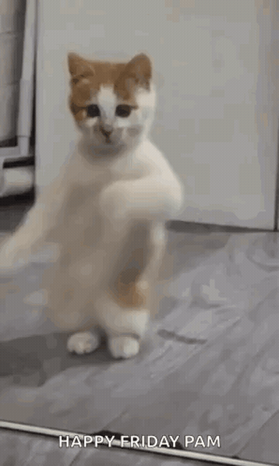 White And Orange Cat Dancing In Front Of Mirror GIF