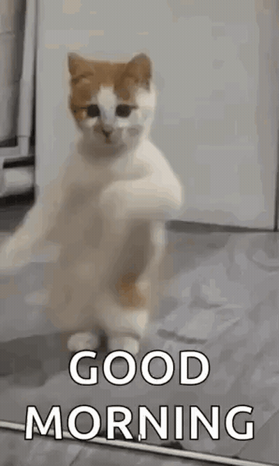 White And Orange Cat Saying Good Morning GIF