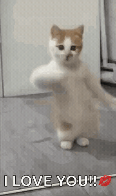 White And Orange Cat Saying I Love You GIF