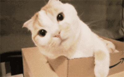 White And Orange Cat Sitting On Cardboard Box GIF