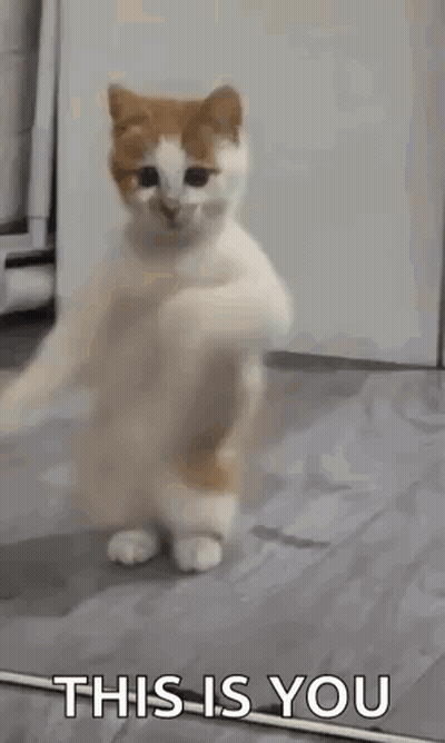 White And Orange Cat Standing On Hind Legs In Front Of Mirror GIF