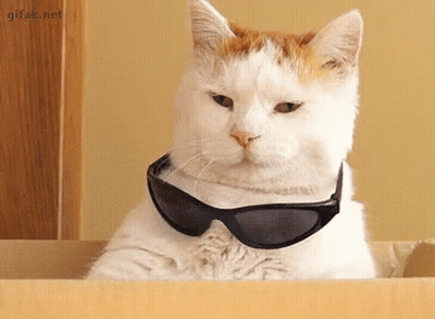 White And Orange Cat Wearing Sunglasses In A Box GIF