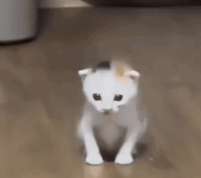 White And Orange Kitten Sitting On Floor GIF