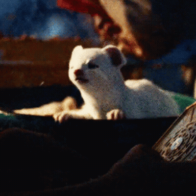 White Animal in Bowl Close Up