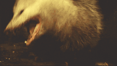 White Animal With Mouth Open Close Up GIF