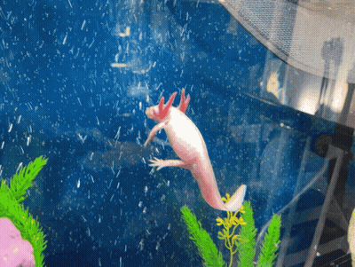 White Axolotl Swimming In Tank GIF
