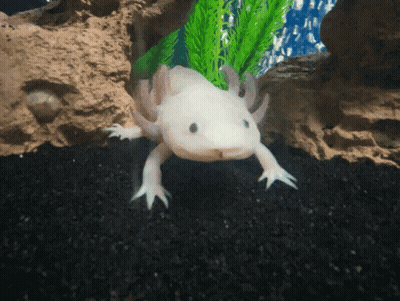 White Axolotl Swimming In Tank With Rocks And Plants GIF
