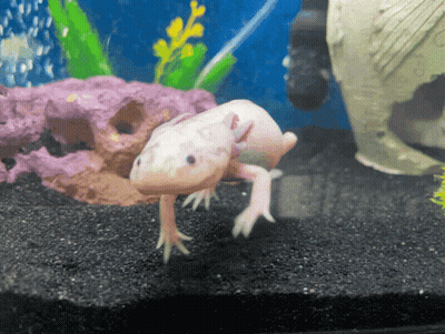 White Axolotl Swimming With Fish GIF