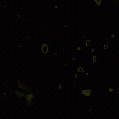 White Background With Black Dots GIF