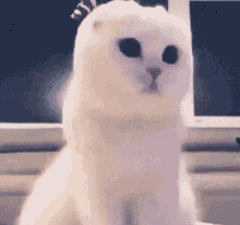 White Big Eyed Cat Looking Around GIF