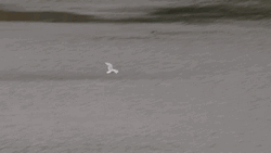 White Bird Flying GIF