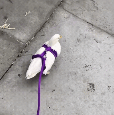 White Bird In Purple Harness Walking On Sidewalk GIF