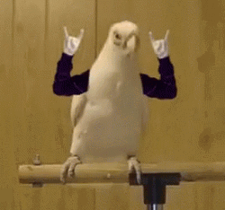 White Bird Metal Bop GIF