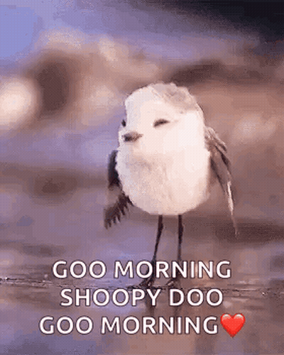 White Bird On Rock Saying Goo Morning Snoopy Doo Goo Morning GIF