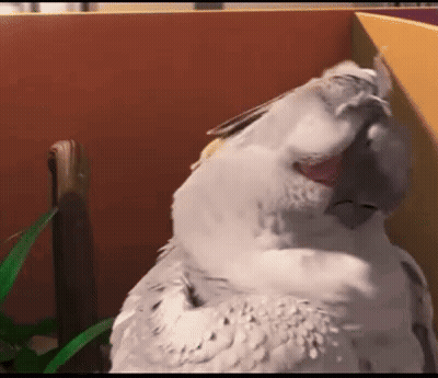 Pájaro blanco sentado en caja con pico abierto GIF
