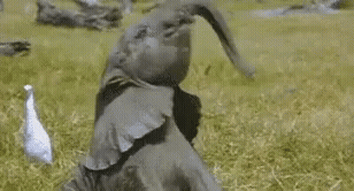 White Bird Standing Next To Black Bird In Grass GIF