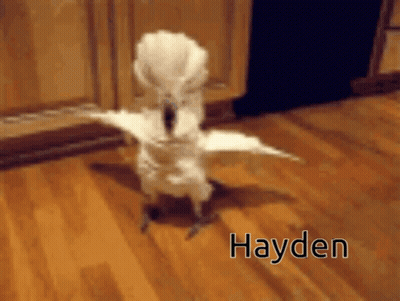 White Bird Standing On Wooden Floor Saying Hayden GIF