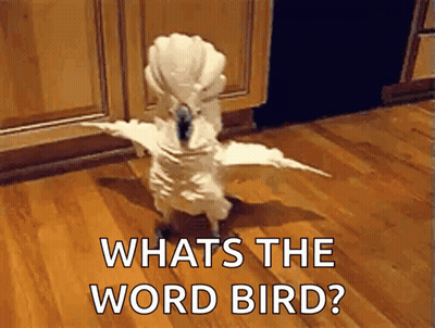 White Bird Standing On Wooden Floor Saying What's The Word GIF