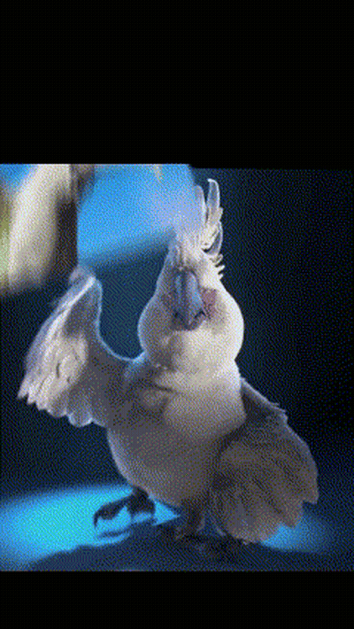 Pájaro blanco con pico azul de pie GIF