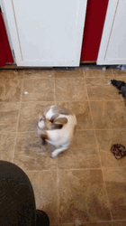 White Brown Dog Chasing Tail GIF