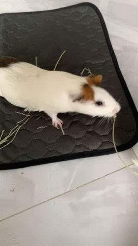 White Brown Guinea Pig Lying On Mat Eating Grass GIF