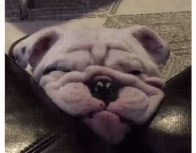 White Bulldog Laying On Black Leather Couch GIF
