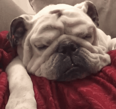 White Bulldog Laying On Red Blanket GIF