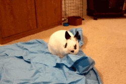 White Bunny Hopping High GIF