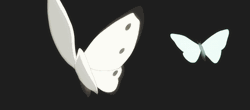 White Butterflies In The Galaxy GIF