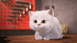 White Cat Acting Cute While Staring GIF