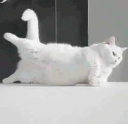 White Cat Acting Sassy GIF