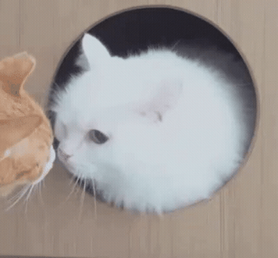 White Cat And Orange Cat Through Hole In Box GIF