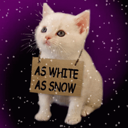 White Cat As White As Snow GIF
