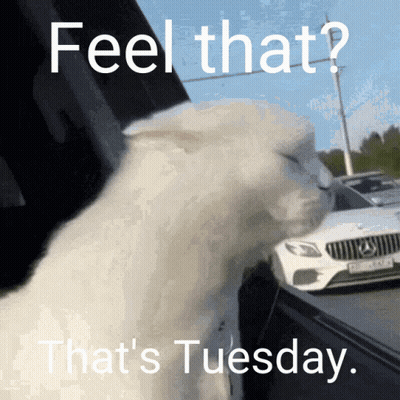 White Cat At Car Window Feel That's Tuesday GIF