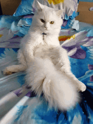 White Cat Being Attitude GIF