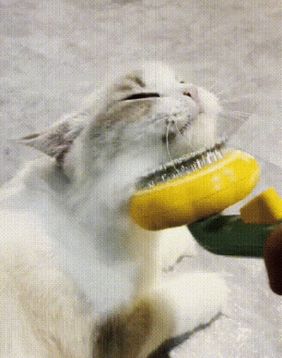 White Cat Being Brushed With Yellow Brush GIF