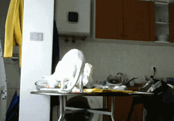 White Cat Being Destructive GIF