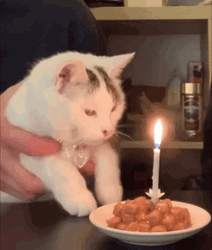 White Cat Blowing Birthday Cake GIF