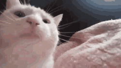 White Cat Bobbing Head Vibing      GIF