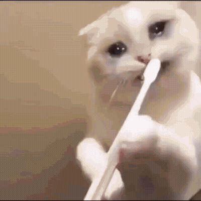 White Cat Brushing Teeth With Toothbrush GIF