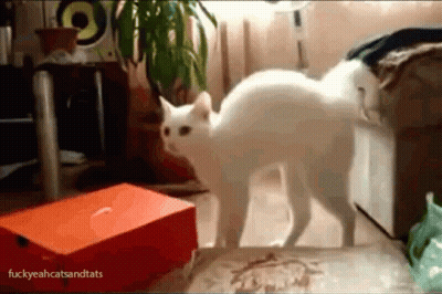 White Cat By Orange Box Fuckyeahcatsandtats GIF